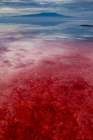 Africa-Tanzania-Enhanced contrast aerial view of patterns of red algae and salt formations Art Print